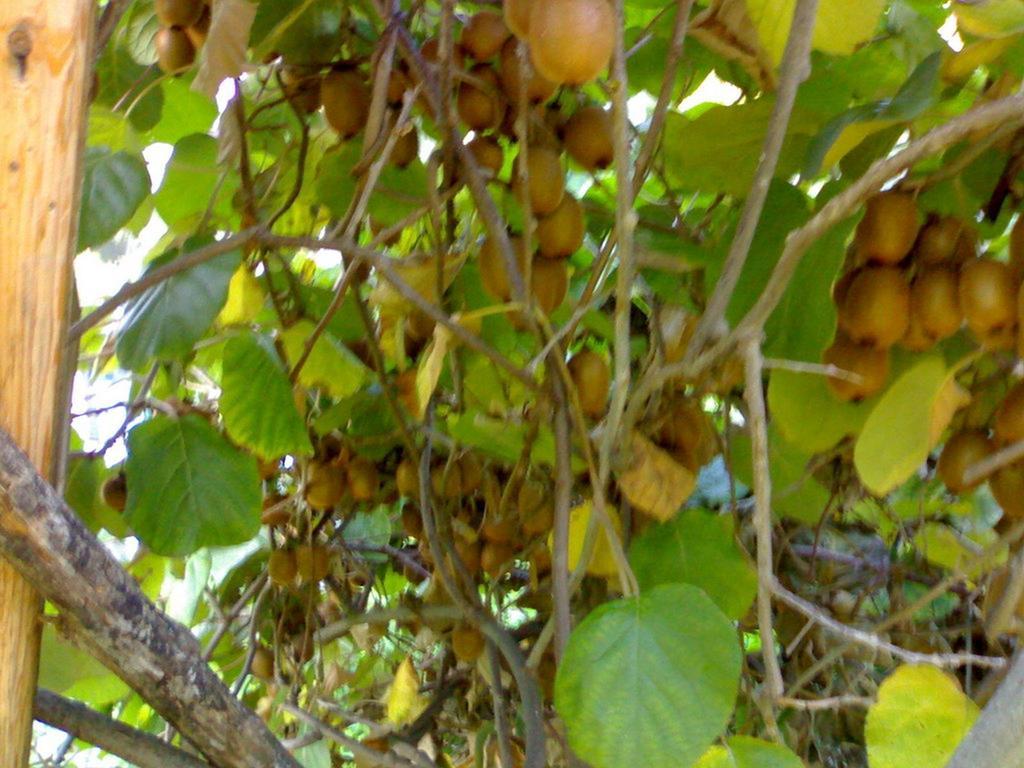 Farm stay Biologico Dell'etna Trecastagni
