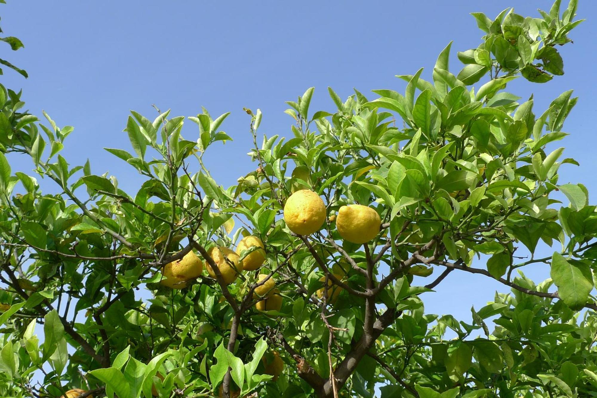 Farm stay Biologico Dell'etna