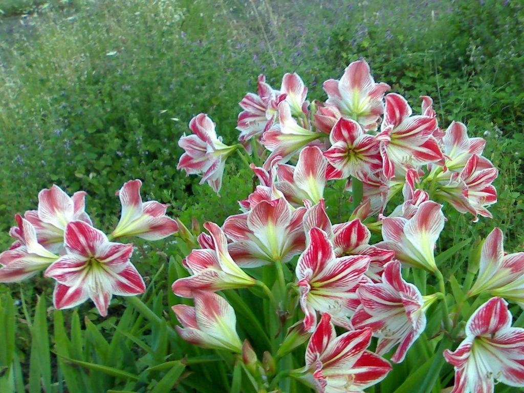 Biologico Dell'etna Alloggio per agriturismo *